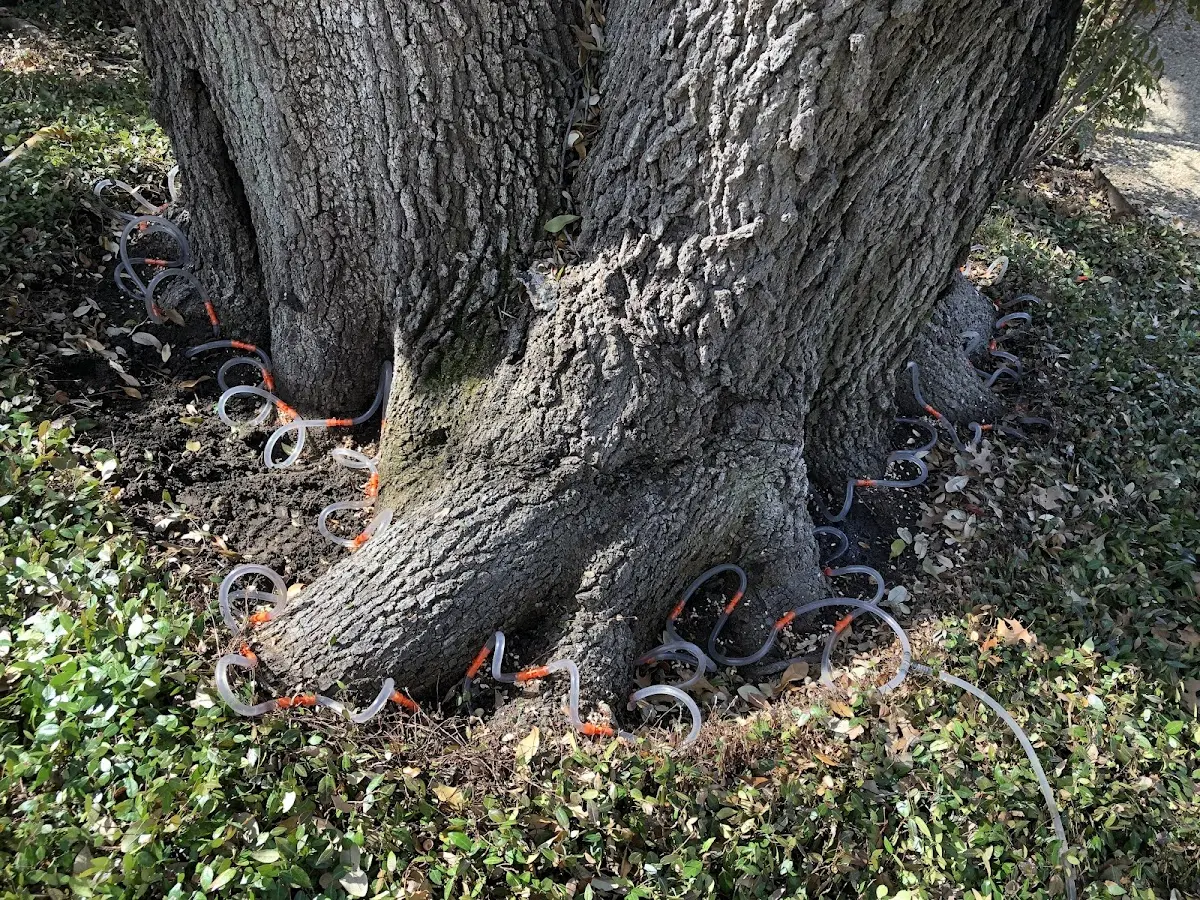 Detailed Tree Cabling and Bracing job site in Santa Rosa