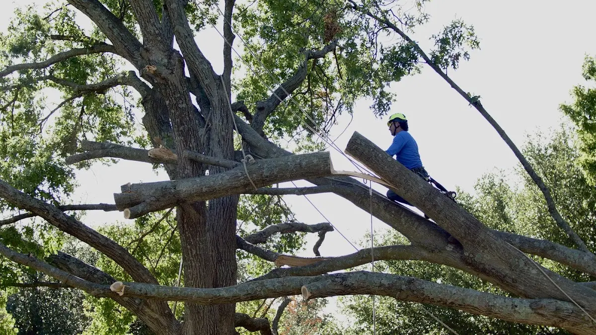 Professional Crown Thinning performed by certified arborists in Santa Rosa