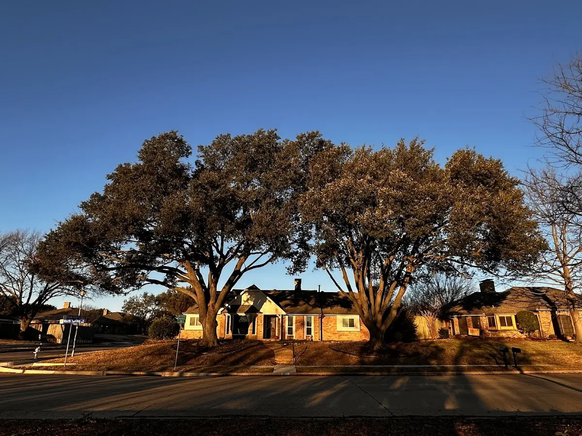 Established residential canopy tree shading a home in Santa Rosa
